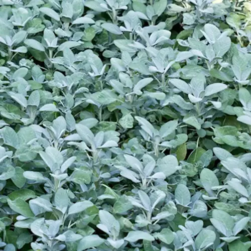 Salbei, Gartensalbei 'Berggarten'